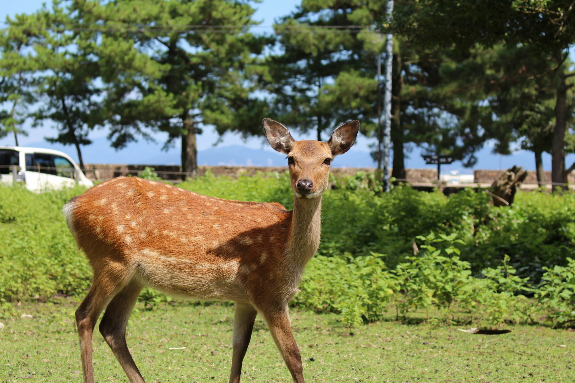 Miyajima Seaside Hotel Itsukushima Dış mekan fotoğraf